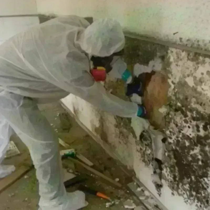 Mold Remediation and Removal in North Tustin, CA